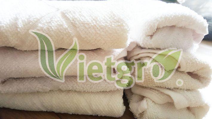 Phương pháp ngâm ủ hạt giống nảy mầm bằng khăn