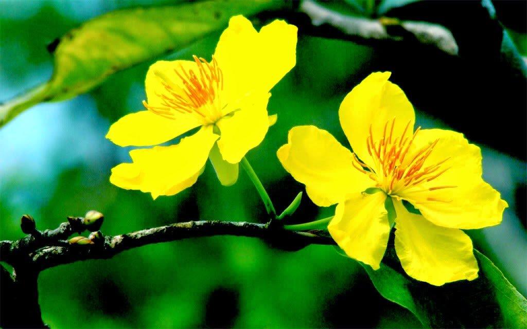 Cây mai vàng là biểu tượng của may mắn và sự thịnh vượng trong văn hóa Việt Nam. Cây mang đến không khí bình an và hy vọng cho mọi người. Hãy chiêm ngưỡng vẻ đẹp của cây mai vàng trong những hình ảnh đầy màu sắc và sức sống.
