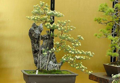Phân bón là 1 trong 4 yếu tố ảnh hưởng đến sự phát triển của cây bonsai