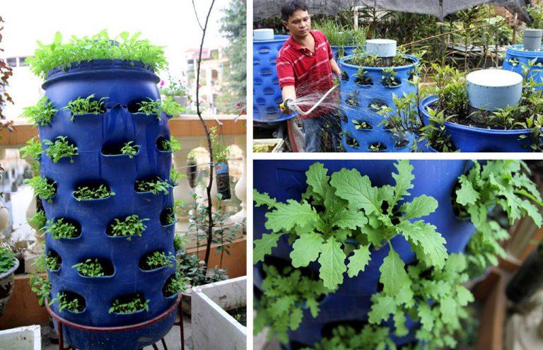 Mô hình trồng rau thông minh tại nhà