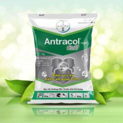 Antracol 70WP - Thuốc trừ bệnh (1kg)
